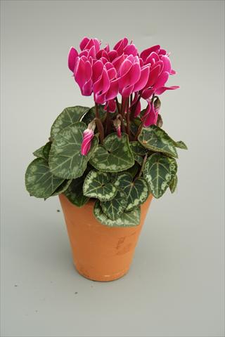 Photos von Blumenvarianten benutzt als: Topf und Beet Cyclamen persicum mini Picola Purple Flame