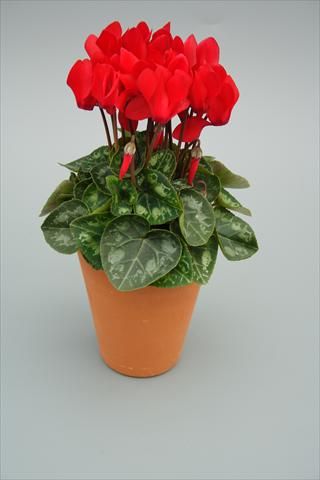 Photos von Blumenvarianten benutzt als: Topf und Beet Cyclamen persicum mini Picola Red