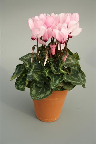 Photos von Blumenvarianten benutzt als: Topf und Beet Cyclamen persicum mini Picola Soft Pink Eye