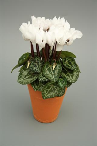 Photos von Blumenvarianten benutzt als: Topf und Beet Cyclamen persicum mini Picola White