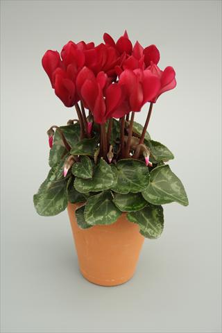 Photos von Blumenvarianten benutzt als: Topf und Beet Cyclamen persicum mini Picola Wine Red