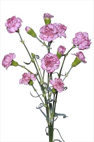 Photos von Blumenvarianten benutzt als: Topf und Beet Dianthus caryophyllus Argan