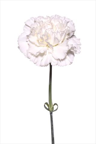 Photos von Blumenvarianten benutzt als: Schnittblume Dianthus caryophyllus Battistello