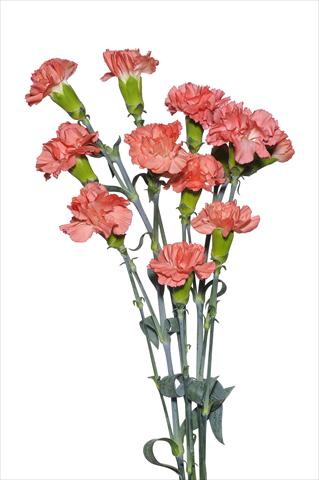 Photos von Blumenvarianten benutzt als: Schnittblume Dianthus caryophyllus Ceranino
