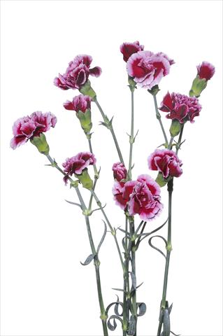 Photos von Blumenvarianten benutzt als: Schnittblume Dianthus caryophyllus Cino
