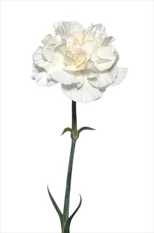 Photos von Blumenvarianten benutzt als: Schnittblume Dianthus caryophyllus Leon Bianco