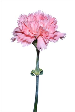 Photos von Blumenvarianten benutzt als: Schnittblume Dianthus caryophyllus Lucchesino