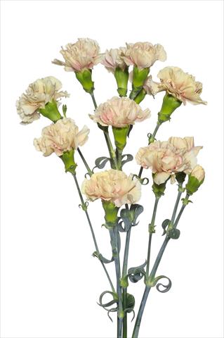 Photos von Blumenvarianten benutzt als: Schnittblume Dianthus caryophyllus Magagnò