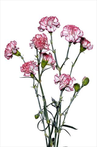 Photos von Blumenvarianten benutzt als: Schnittblume Dianthus caryophyllus Marescalco