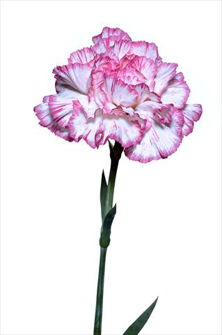 Photos von Blumenvarianten benutzt als: Schnittblume Dianthus caryophyllus Mirò