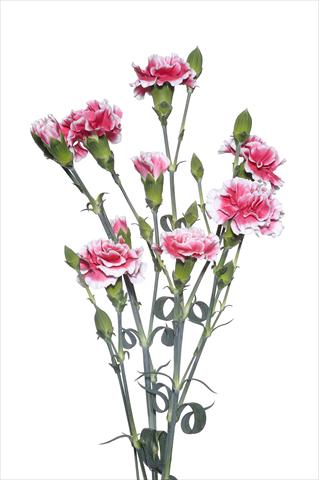Photos von Blumenvarianten benutzt als: Schnittblume Dianthus caryophyllus Modanino