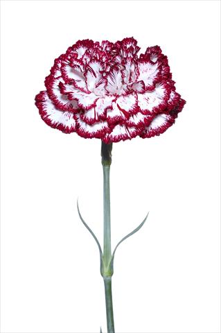 Photos von Blumenvarianten benutzt als: Schnittblume Dianthus caryophyllus Palladio Bianco-Nero