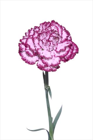 Photos von Blumenvarianten benutzt als: Schnittblume Dianthus caryophyllus Palladio Malva Bordato