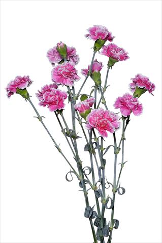 Photos von Blumenvarianten benutzt als: Schnittblume Dianthus caryophyllus Piccio