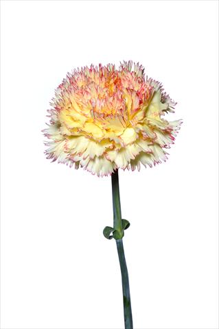 Photos von Blumenvarianten benutzt als: Schnittblume Dianthus caryophyllus Riccio