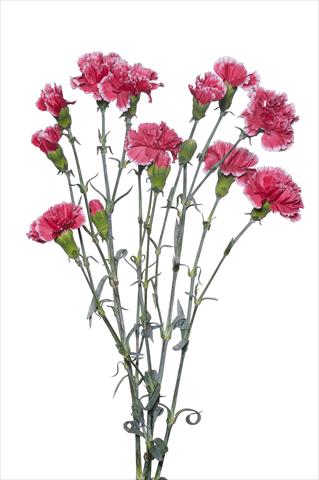 Photos von Blumenvarianten benutzt als: Schnittblume Dianthus caryophyllus Sangallo