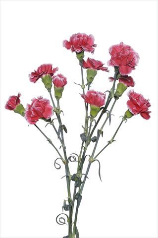 Photos von Blumenvarianten benutzt als: Schnittblume Dianthus caryophyllus Scarpagnino