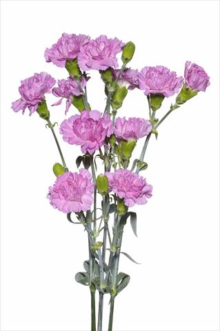 Photos von Blumenvarianten benutzt als: Schnittblume Dianthus caryophyllus Sordino