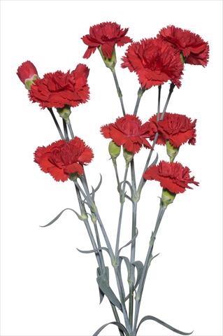 Photos von Blumenvarianten benutzt als: Schnittblume Dianthus caryophyllus Spadarino