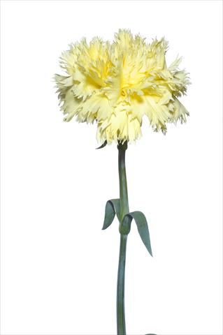 Photos von Blumenvarianten benutzt als: Schnittblume Dianthus caryophyllus Verrocchio