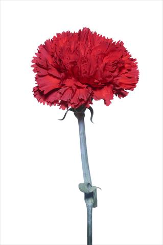Photos von Blumenvarianten benutzt als: Schnittblume Dianthus caryophyllus Vincidor
