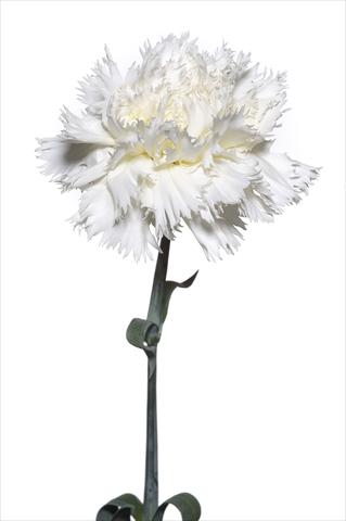 Photos von Blumenvarianten benutzt als: Schnittblume Dianthus caryophyllus Volterrano