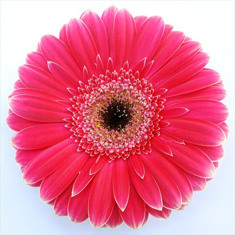 Photos von Blumenvarianten benutzt als: Topf Gerbera jamesonii RE-AL® Alison