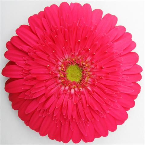 Photos von Blumenvarianten benutzt als: Topf Gerbera jamesonii RE-AL® Beverly