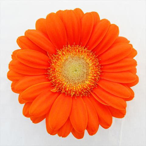 Photos von Blumenvarianten benutzt als: Topf Gerbera jamesonii RE-AL® Candy