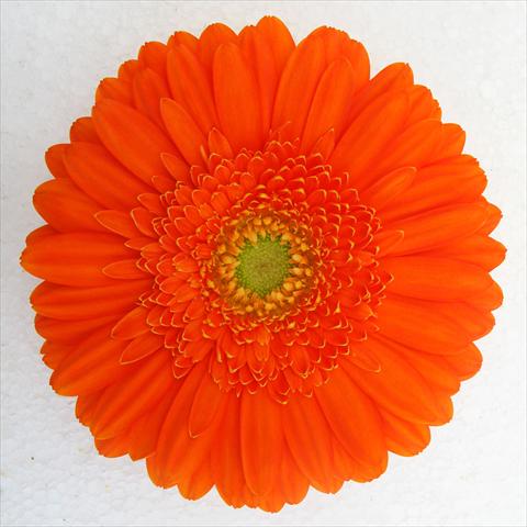Photos von Blumenvarianten benutzt als: Topf Gerbera jamesonii RE-AL® Chrystal