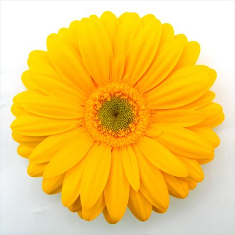 Photos von Blumenvarianten benutzt als: Topf Gerbera jamesonii RE-AL® Dana