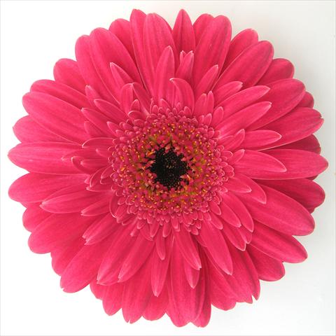 Photos von Blumenvarianten benutzt als: Topf Gerbera jamesonii RE-AL® Kayla