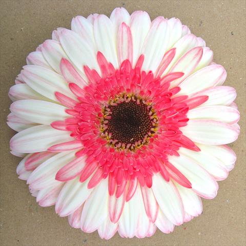 Photos von Blumenvarianten benutzt als: Topf Gerbera jamesonii RE-AL® Maxima
