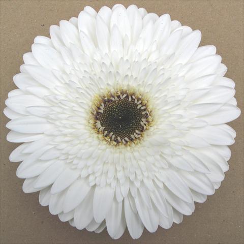 Photos von Blumenvarianten benutzt als: Topf Gerbera jamesonii RE-AL® Minerva