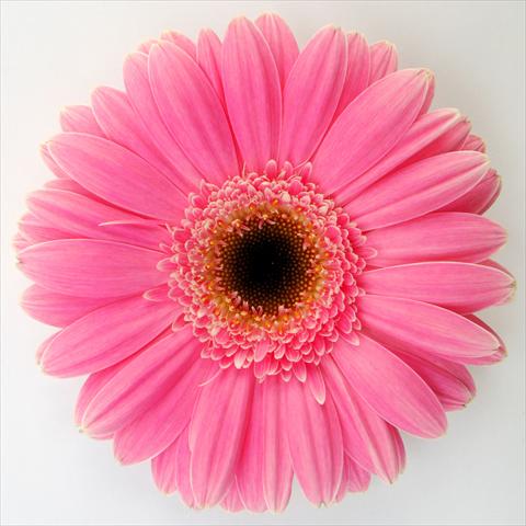 Photos von Blumenvarianten benutzt als: Topf Gerbera jamesonii RE-AL® Momo