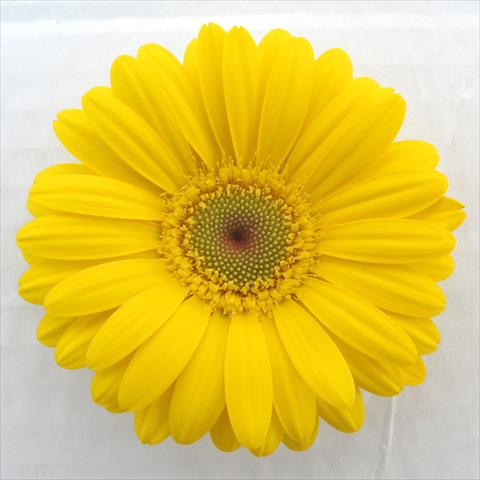 Photos von Blumenvarianten benutzt als: Topf Gerbera jamesonii RE-AL® Morgana