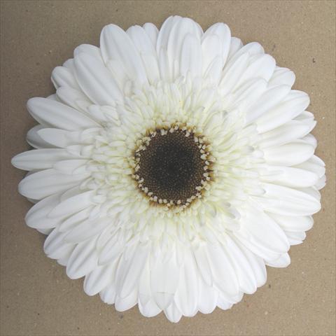 Photos von Blumenvarianten benutzt als: Topf Gerbera jamesonii RE-AL® Nuvola