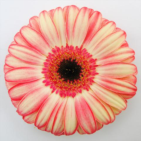 Photos von Blumenvarianten benutzt als: Topf Gerbera jamesonii RE-AL® Rhoda