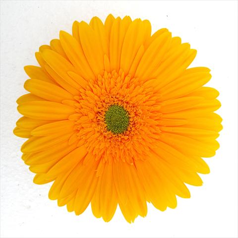 Photos von Blumenvarianten benutzt als: Topf Gerbera jamesonii RE-AL® Terry