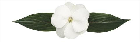 Photos von Blumenvarianten benutzt als: Topf, Beet, Terrasse, Ampel Impatiens N. Guinea Paradise® Loiza®