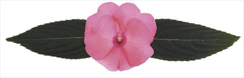 Photos von Blumenvarianten benutzt als: Topf, Beet, Terrasse, Ampel Impatiens N. Guinea RE-AL® Volans®