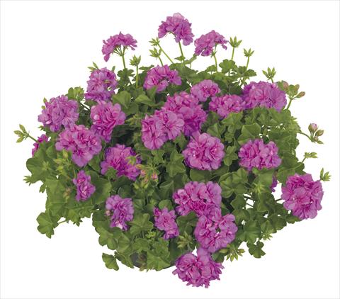Photos von Blumenvarianten benutzt als: Topf, Terrasse, Ampel. Pelargonium peltatum RE-AL® Alpha Leonis®