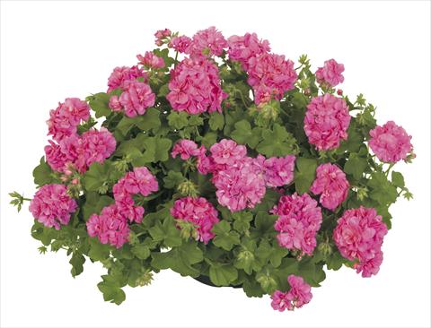 Photos von Blumenvarianten benutzt als: Topf, Terrasse, Ampel. Pelargonium peltatum RE-AL® Dione®