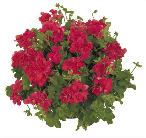 Photos von Blumenvarianten benutzt als: Topf, Terrasse, Ampel. Pelargonium peltatum RE-AL® Lynx®