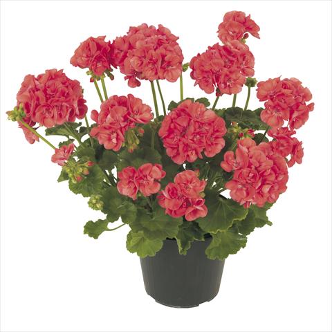 Photos von Blumenvarianten benutzt als: Topf, Terrasse, Ampel. Pelargonium peltatum RE-AL® Ambrosia®