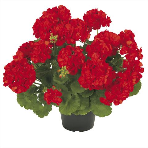 Photos von Blumenvarianten benutzt als: Topf Pelargonium zonale RE-AL® Asterion®