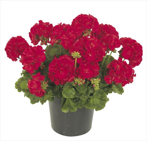 Photos von Blumenvarianten benutzt als: Topf, Terrasse, Ampel. Pelargonium peltatum RE-AL® Circinus®