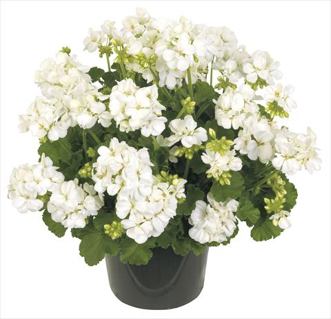 Photos von Blumenvarianten benutzt als: Topf, Terrasse, Ampel. Pelargonium peltatum RE-AL® Columba®