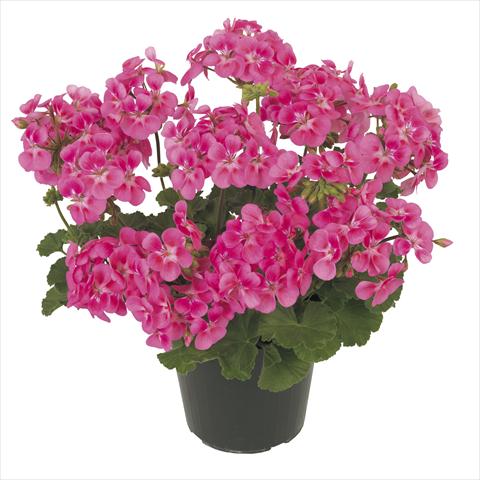 Photos von Blumenvarianten benutzt als: Topf, Terrasse, Ampel. Pelargonium peltatum RE-AL® Eudora®