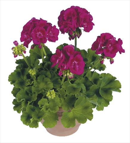 Photos von Blumenvarianten benutzt als: Topf Pelargonium zonale pac® Flower Fairy Berry®